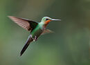 Green-crowned Brilliant