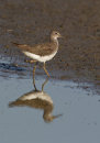 Green Sandpiper