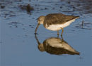 Green Sandpiper