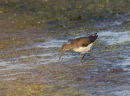 Green Sandpiper
