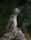 Juvenile Green Woodpecker