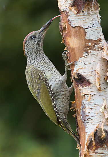 Juvenile Green Woodpecker