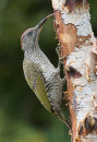Juvenile Green Woodpecker