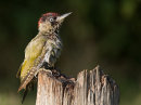 Green Woodpecker