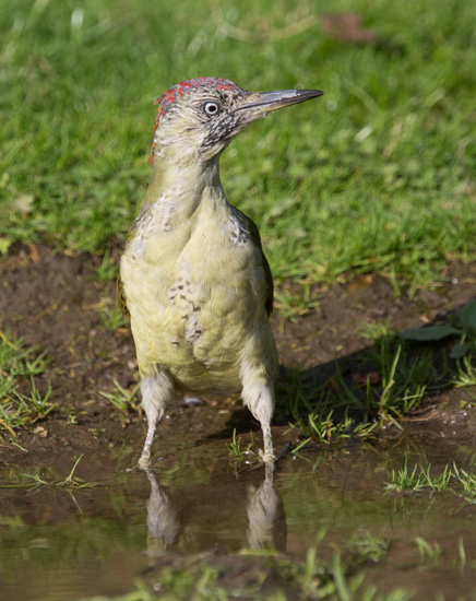 Green Woodpecker (Juvenile Female)