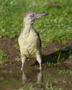 Green Woodpecker (Juvenile Female)