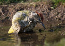Green Woodpecker