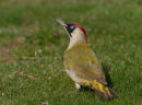 Green Woodpecker