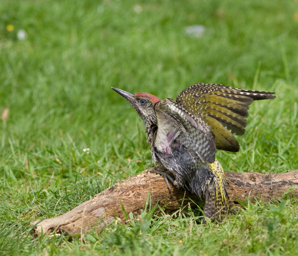 Juvenile Green Woodpecker