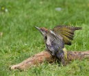 Juvenile Green Woodpecker
