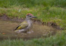 Juvenile Green Woodpecker in the Pond