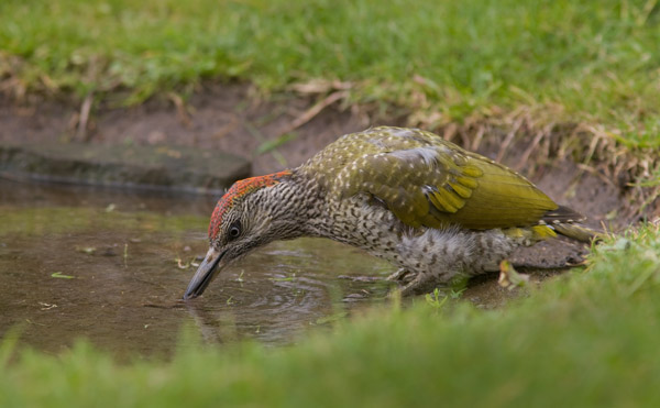 Green Woodpecker