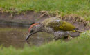Green Woodpecker
