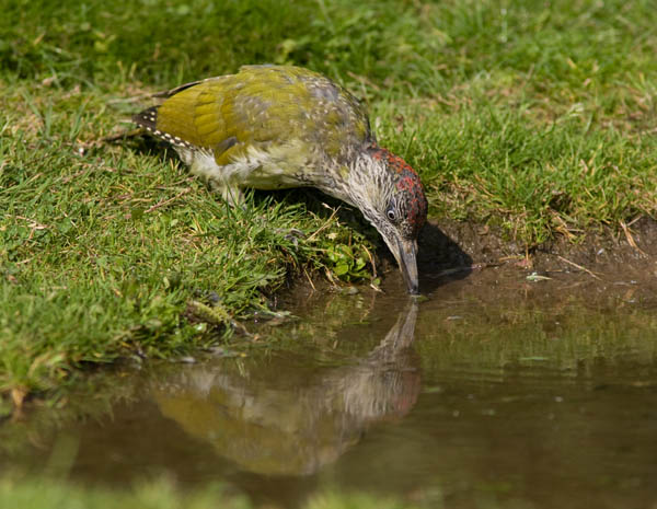 Juvenile Green Woodpecker at Water