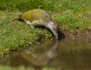 Juvenile Green Woodpecker at Water