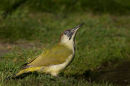 Green Woodpecker