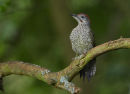 Juvenile Green Woodpecker