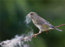 Greenfinch Collecting Wool
