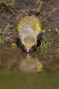 Greenfinch at Water