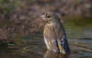 Greenfinch - bathing