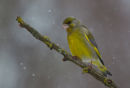 Greenfinch in Snow