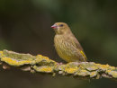 Greenfinch