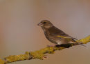 Greenfinch