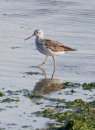 Greenshank