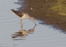 Greenshank