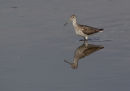 Greenshank