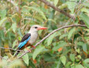 Grey-headed Kingfisher