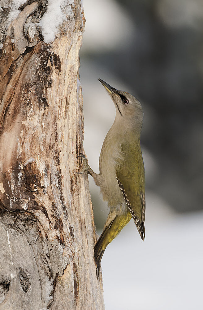 Grey Headed Woodpecker