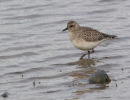 Grey Plover