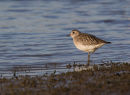 Grey Plover