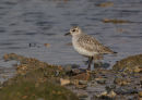 Grey Plover