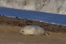 Grey Seal Pup