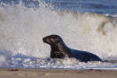 Grey Seal Bull