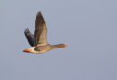 Greylag Goose
