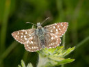 Grizzled Skipper