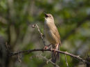Grasshopper Warbler 'Reeling'