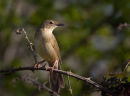 Grasshopper Warbler
