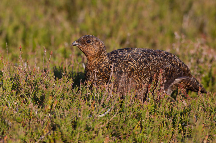 Red Grouse (female)