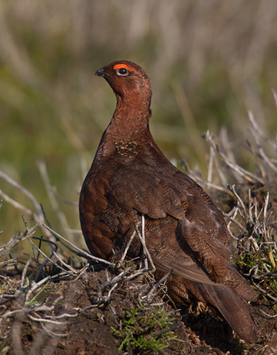 Red Grouse (male)