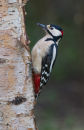 Gt Spotted Woodpecker