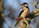Great Spotted Woodpecker