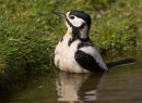 Great Spotted Woodpecker