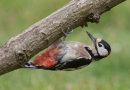 Great Spotted Woodpecker