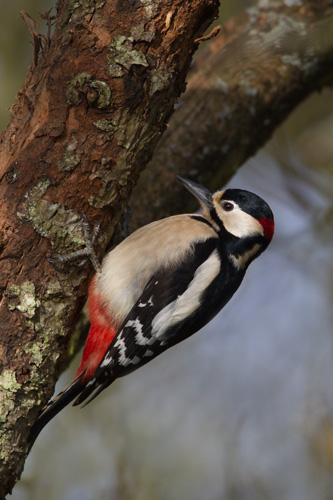 Great Spotted Woodpecker