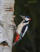 Male Great Spotted Woodpecker on Birch