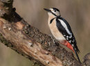 Great Spotted Woodpecker